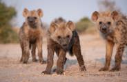 Hyena Pups playing around at Mombo