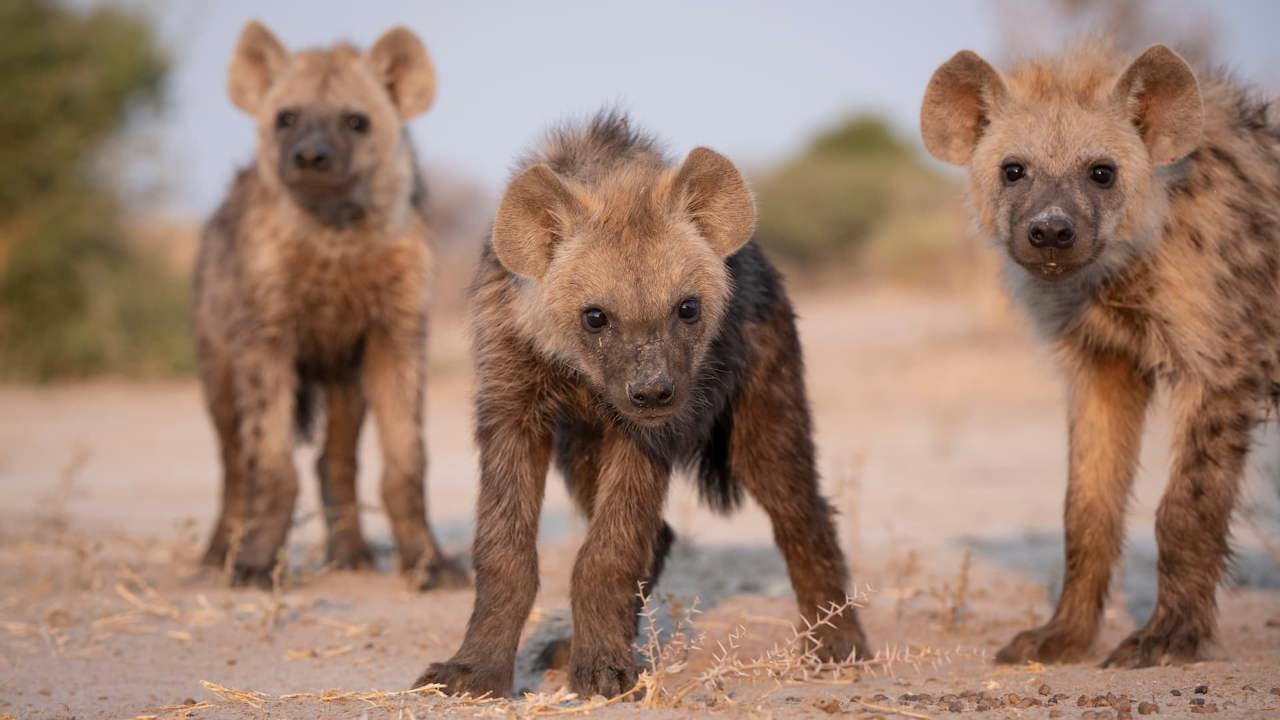 Hyena Pups playing around at Mombo