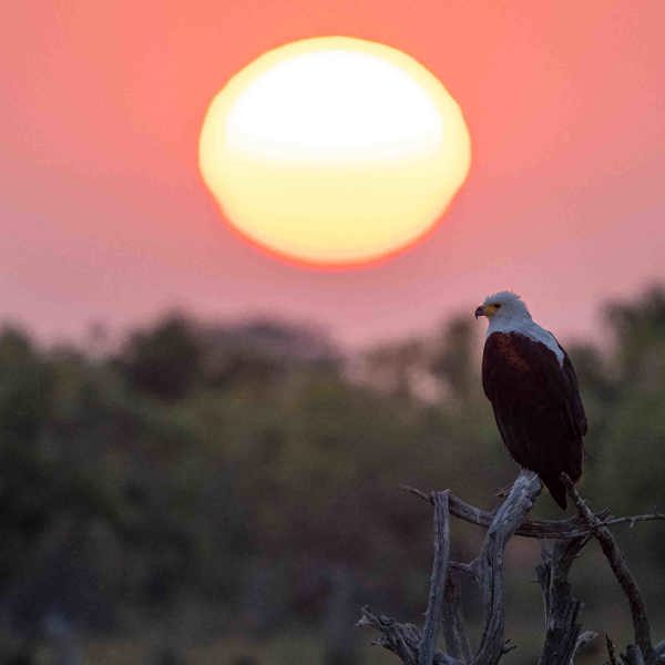 African fish eagle at sunset