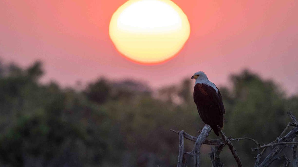 African fish eagle at sunset
