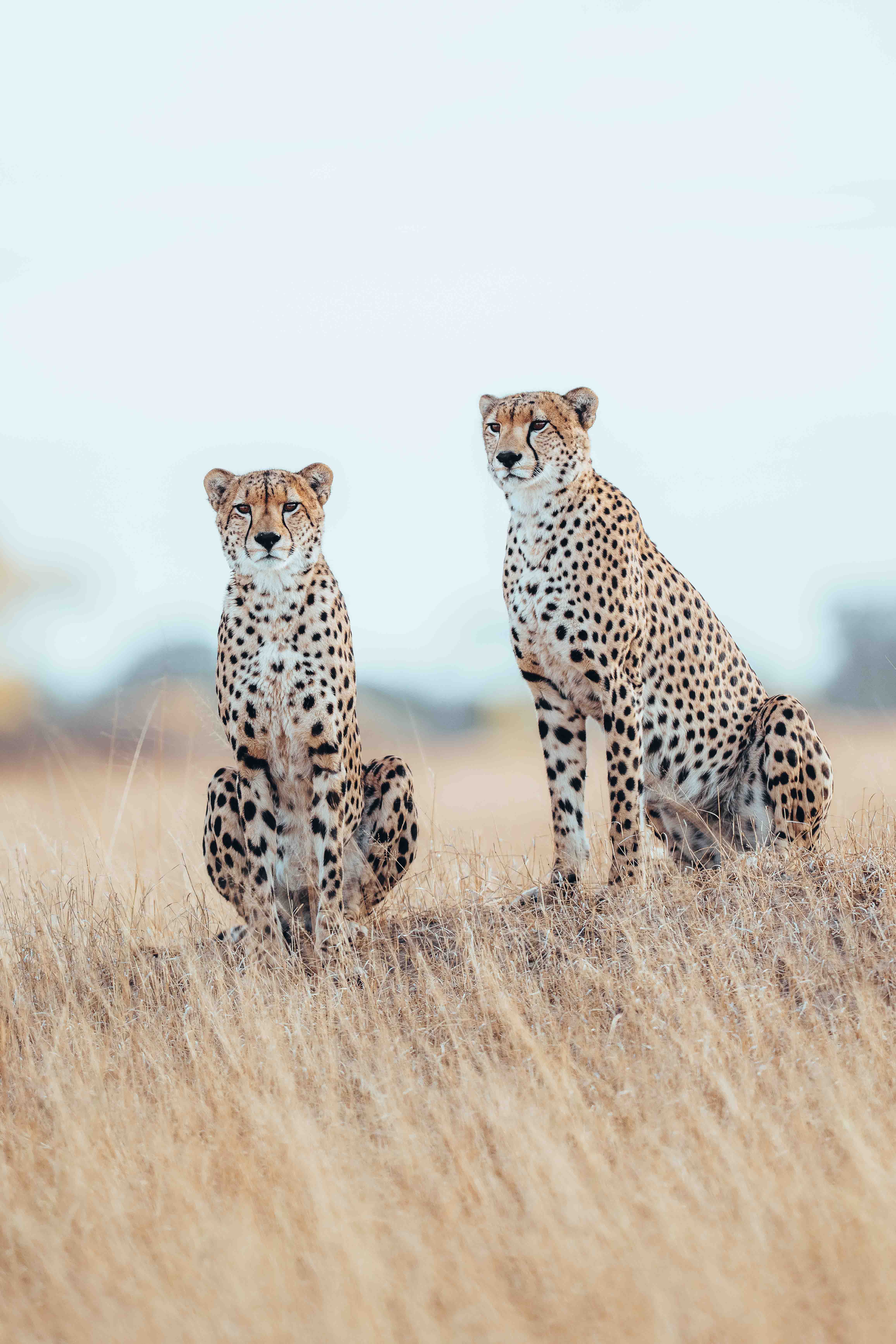 Wilderness Davisons Zimbabwe Wildlife Cheetah