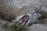 Leopard yawning at Wilderness Chitabe