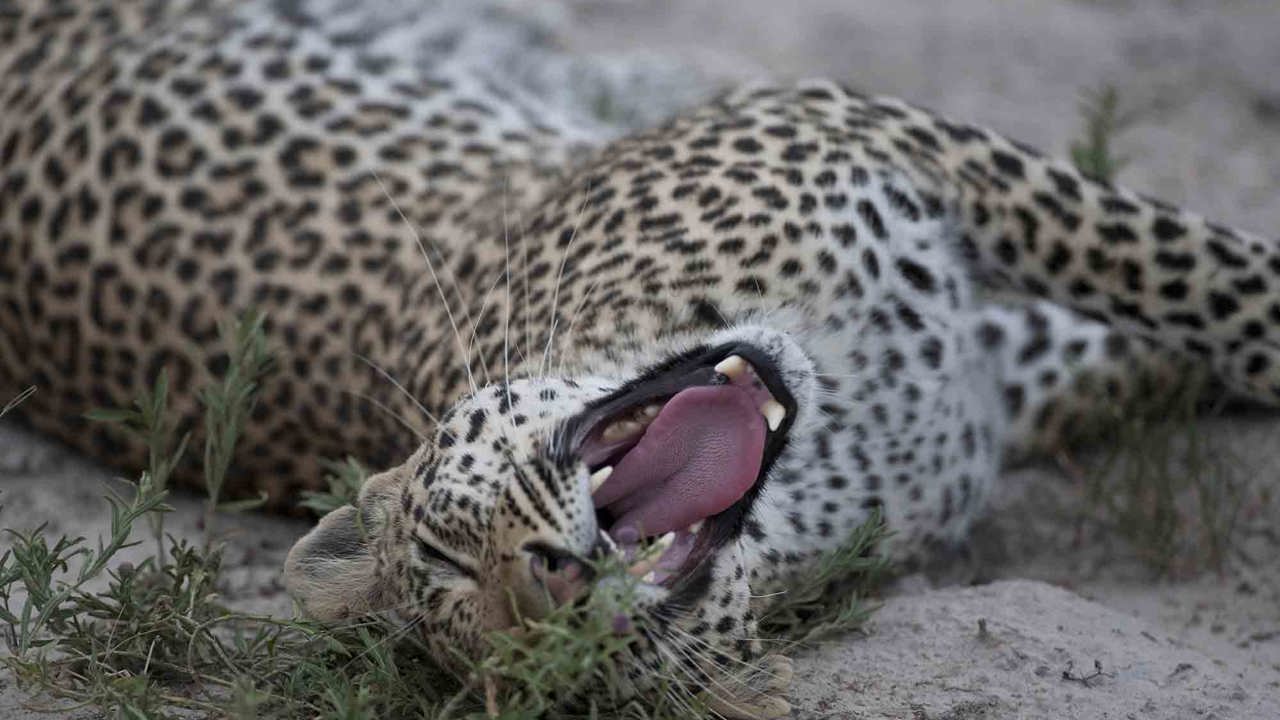 Leopard yawning at Wilderness Chitabe