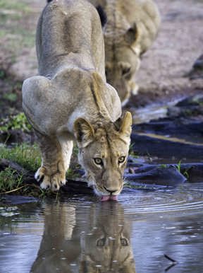 Wilderness Little Ruckomechi Zimbabwe Wildlife Lion