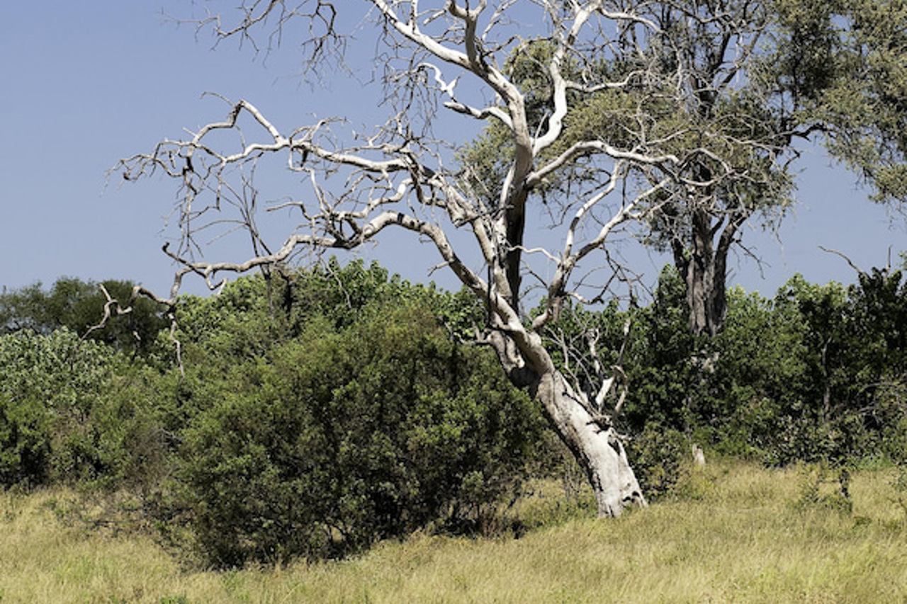 Mopane woodlands in Linyanti