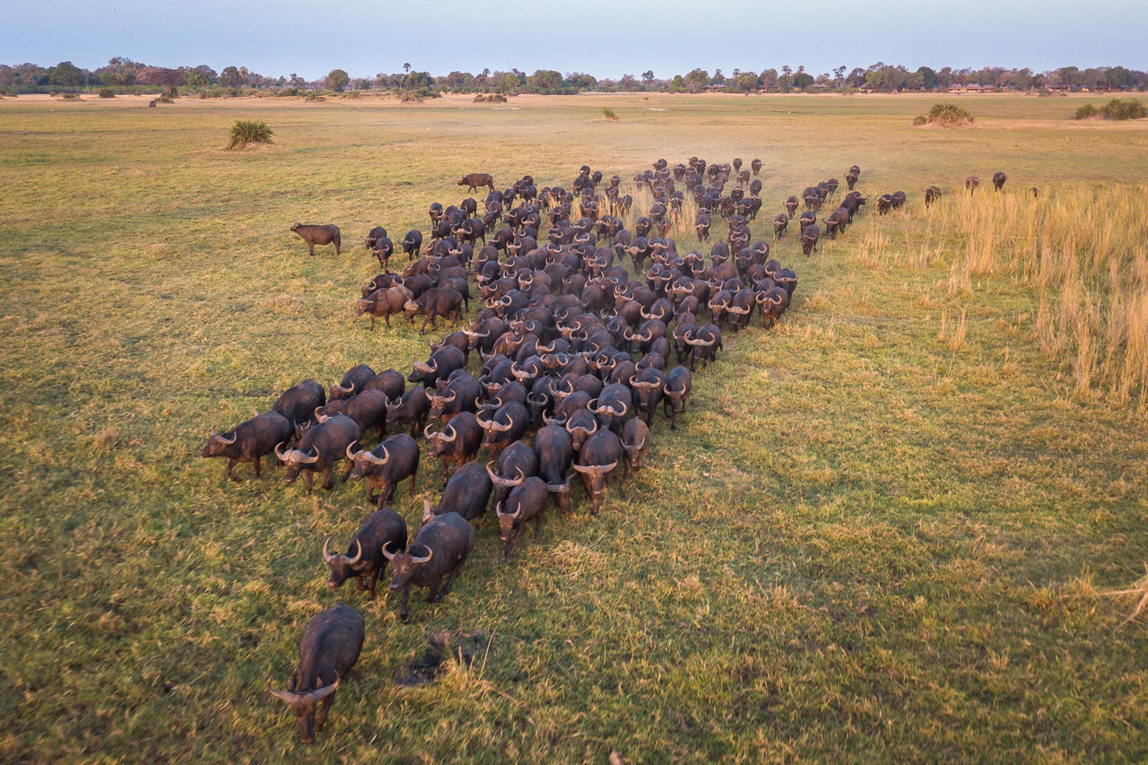 Wilderness Little Mombo Botswana Area