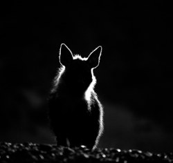  Silhouette of a brown hyena at night, backlit against darkness, Hoanib River, Namibia — photograph by Emsie Verwey