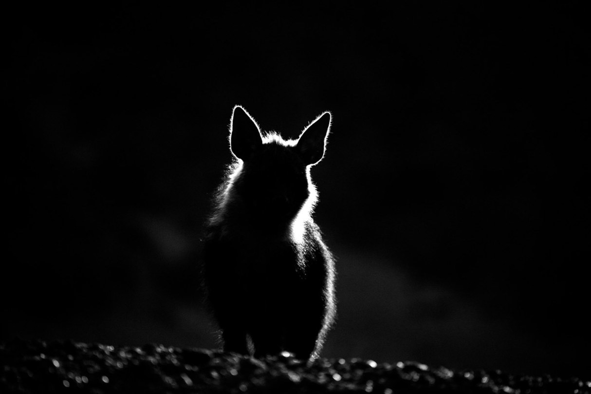   Silhouette of a brown hyena at night, backlit against darkness, Hoanib River, Namibia — photograph by Emsie Verwey