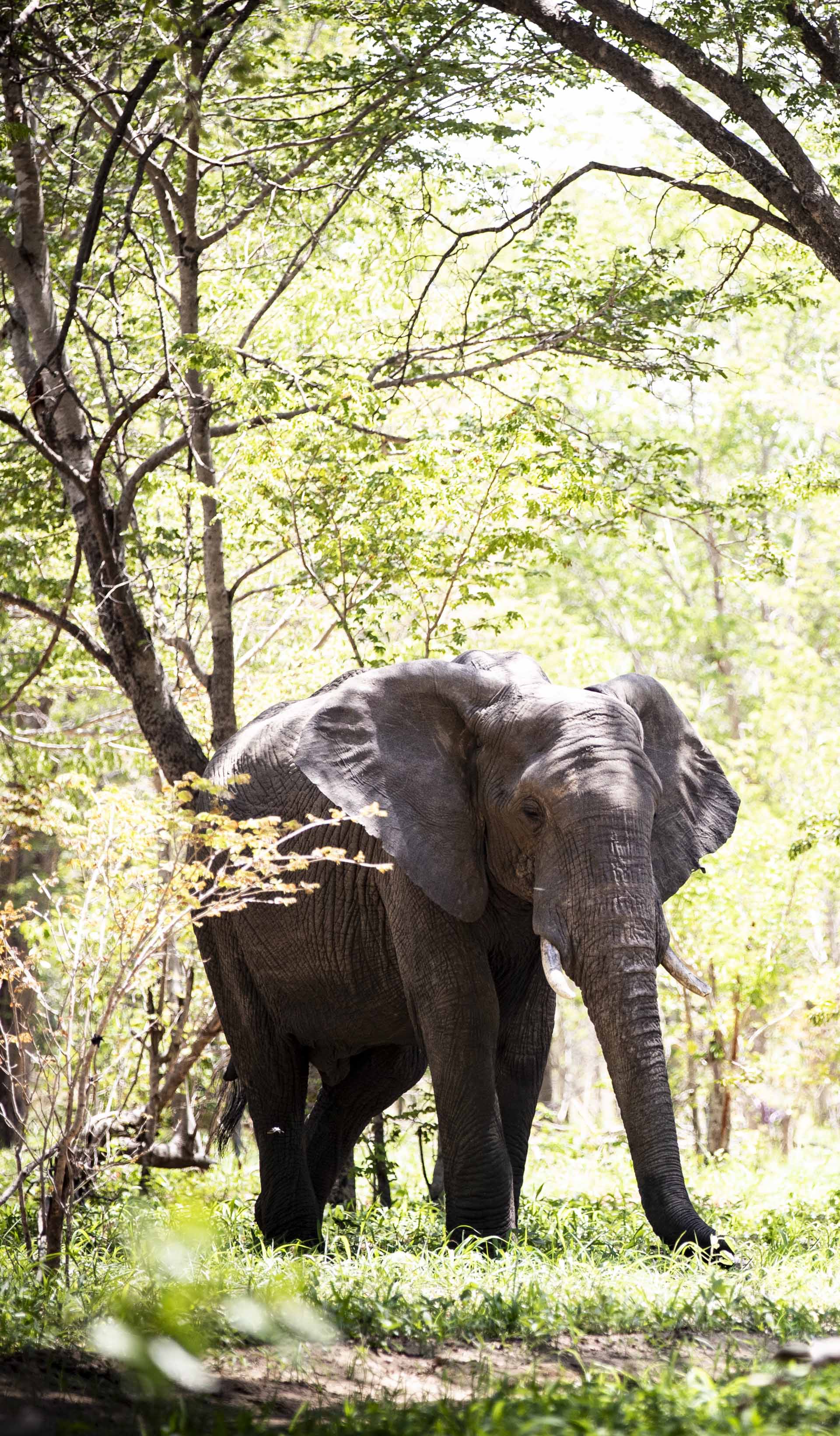 Wilderness Davisons Zimbabwe Wilderness Elephant