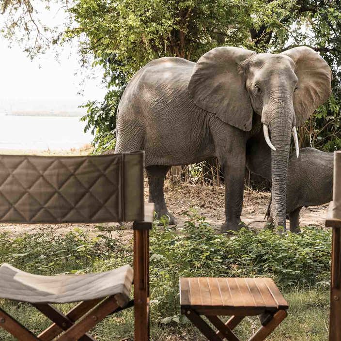 Elephant strolling through camp Wilderness Ruckomechi