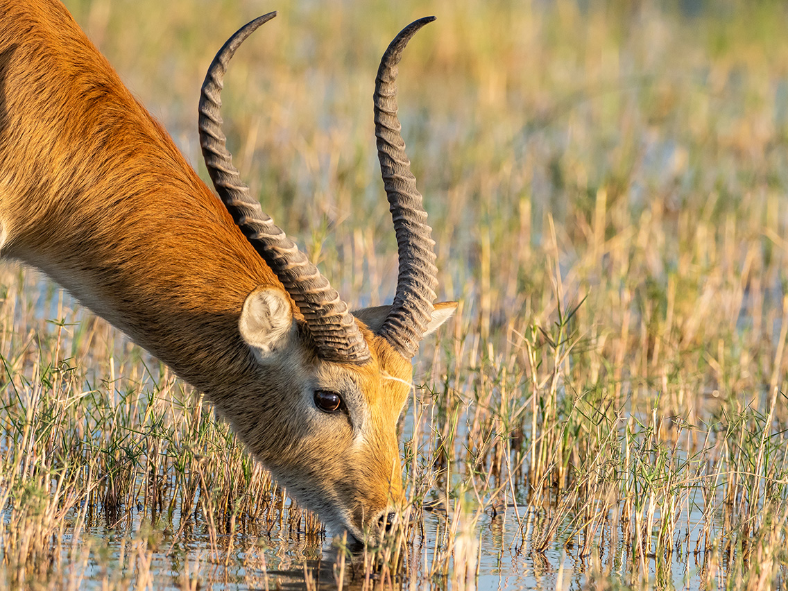 Little Vumbura Botswana Wildlife Lechwe