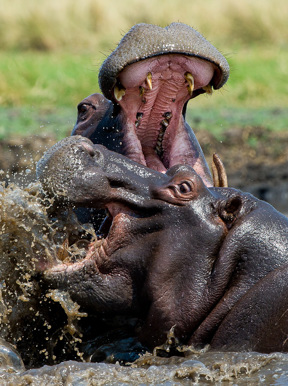 Wilderness Busanga Bush Camp Zambia Wildlife Hippos Fighting