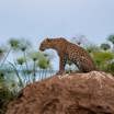 Leopard sitting on top of a rock by Wilderness Magashi