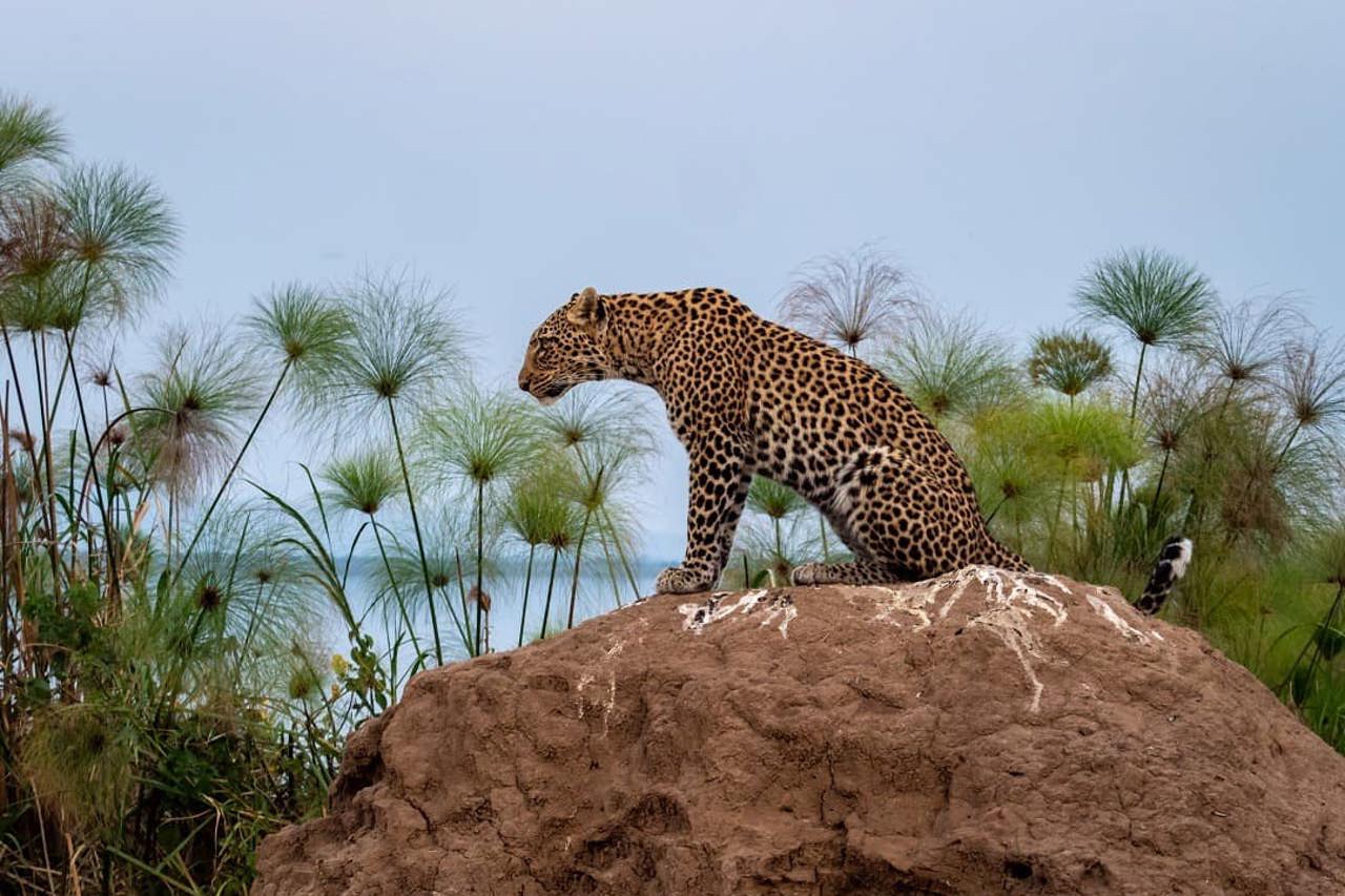Leopard sitting on top of a rock by Wilderness Magashi