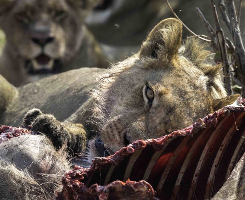 Wilderness Wildlife Lions On A Kill