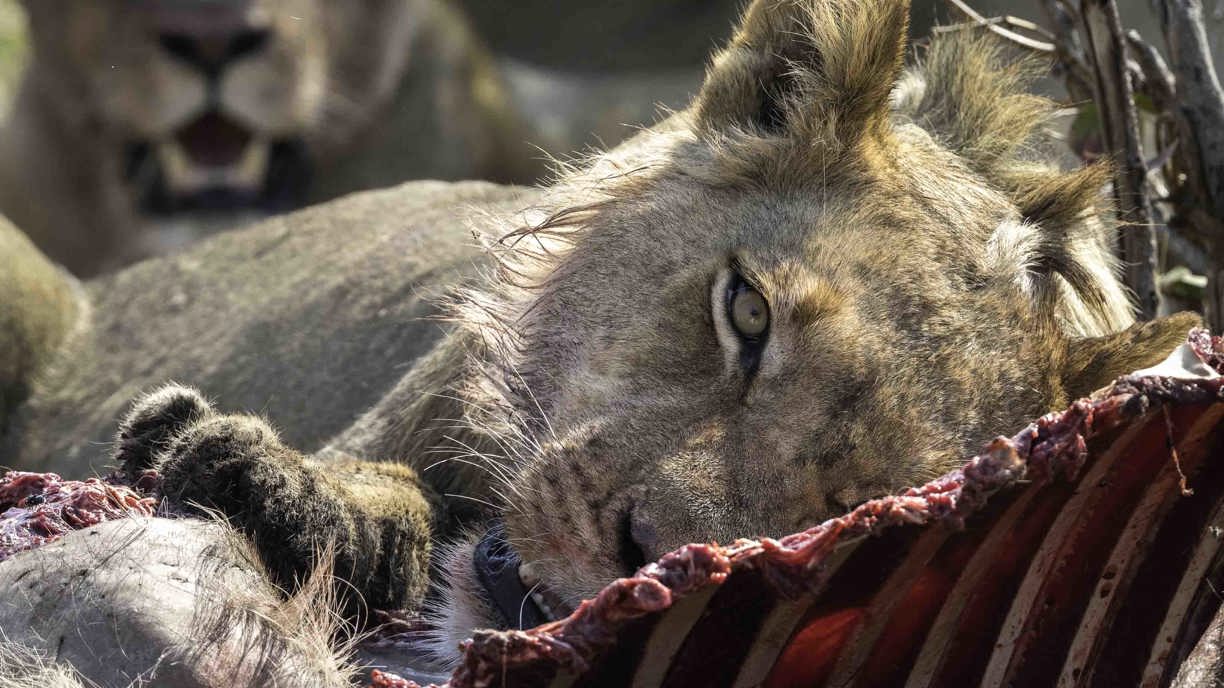 Wilderness Wildlife Lions On A Kill