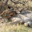 Lions Sleeping In Moremi National Park Botswana