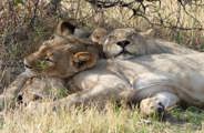 Lions Sleeping In Moremi National Park Botswana