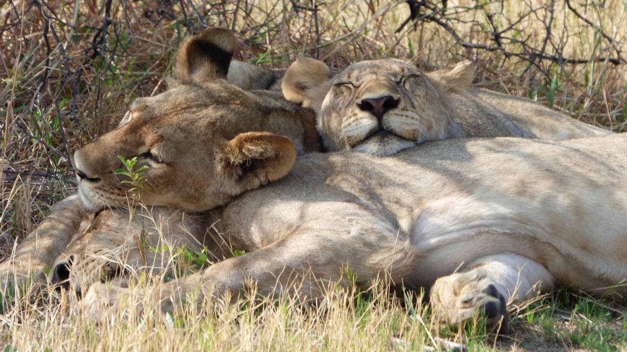 Lions Sleeping In Moremi National Park Botswana