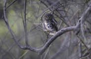 African barred owlet behind Wilderness Savuti
