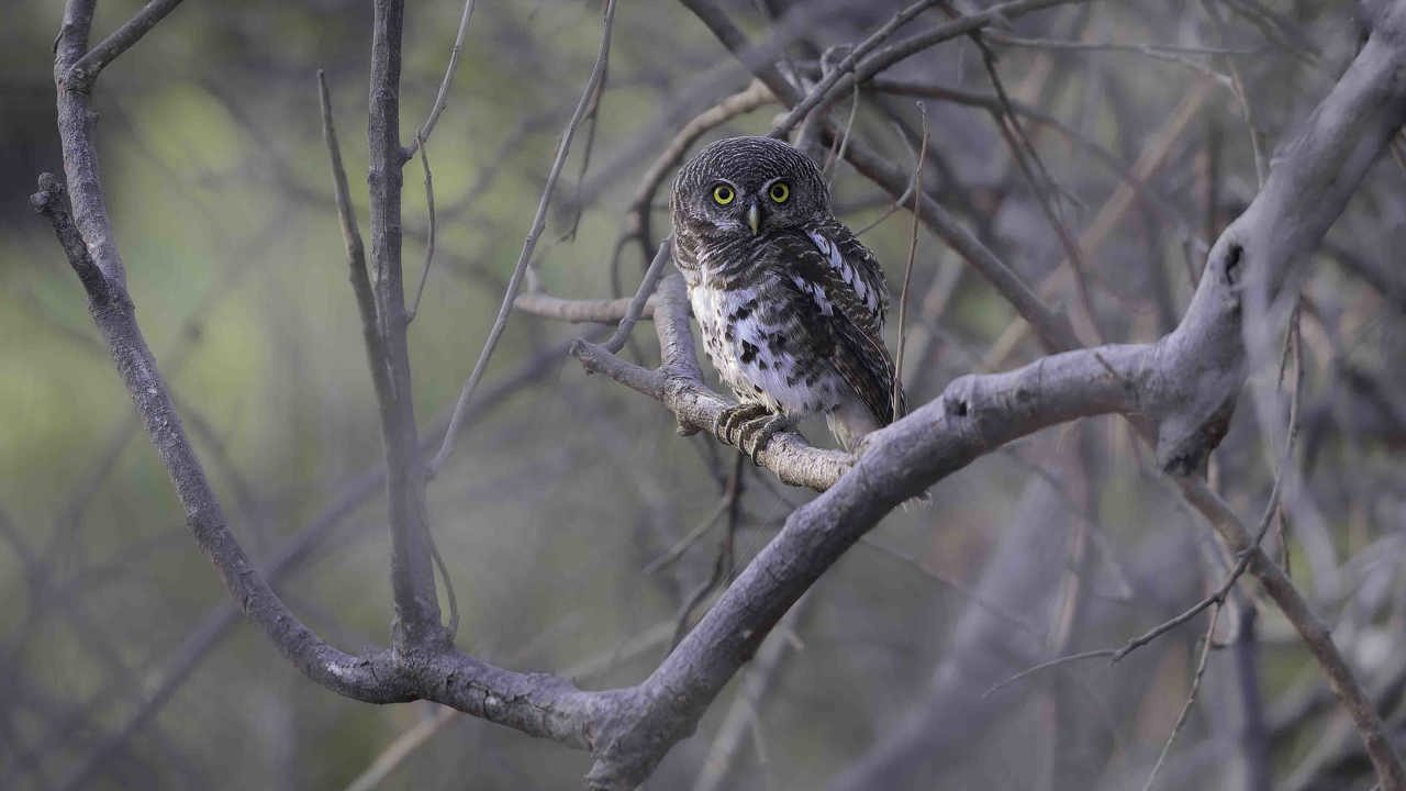 African barred owlet behind Wilderness Savuti