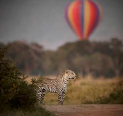 Leopard standing in the foreground during a hot air balloon safari at Wilderness Mara Kenya