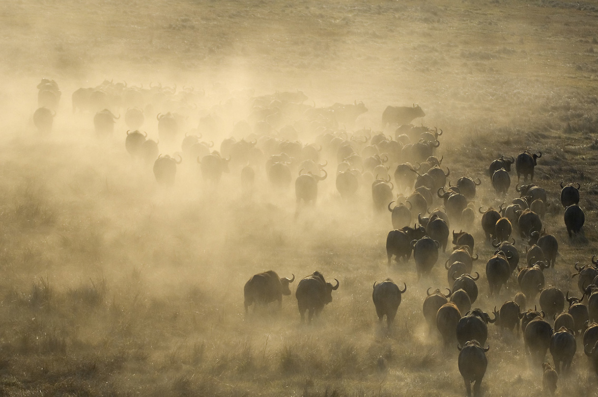 Buffalo herd in Zambia wilderness safari
