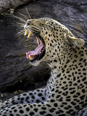 Wilderness Botswana Linyanti Wildlife Leopard