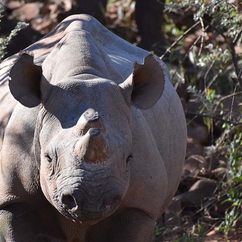 Desert rhino trekking at Wilderness Damaraland