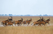Wilderness Shumba Zambia Roan Antelope