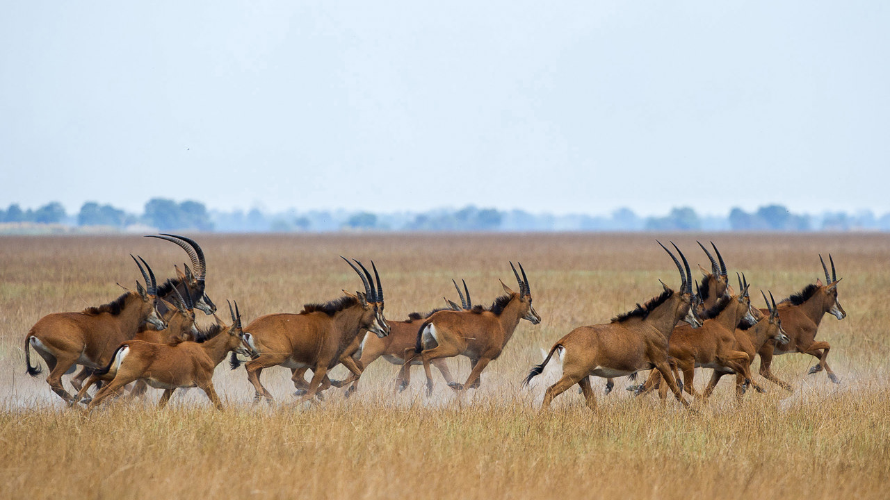 Wilderness Shumba Zambia Roan Antelope