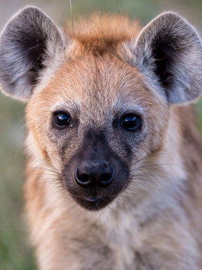 Wilderness Little Mombo Botswana Wildlife Hyena