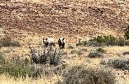 Wilderness Desert Rhino Camp Rhino Trekking