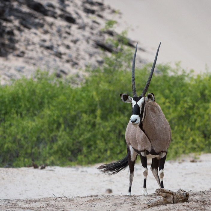 Wilderness Hoanib Skeleton Coast Namibia Oryx