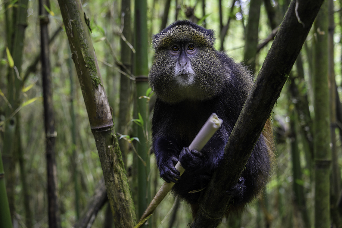 Wilderness Rwanda Wildlife Golden Monkey