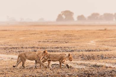Two young lions walking in the Busanga Plains in Kafue