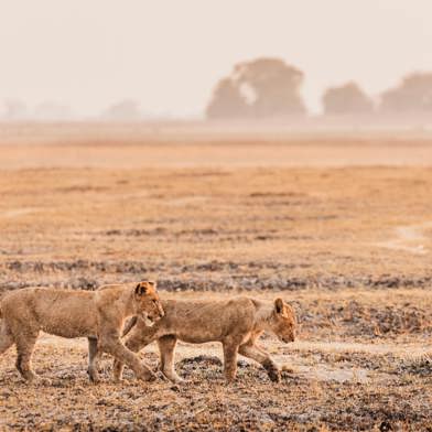 Two young lions walking in the Busanga Plains in Kafue