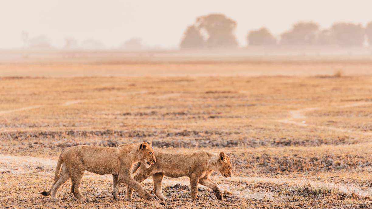 Two young lions walking in the Busanga Plains in Kafue