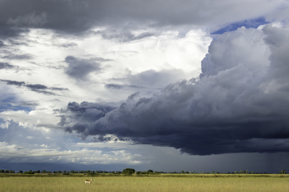 red lechwe, Botswana summer rain