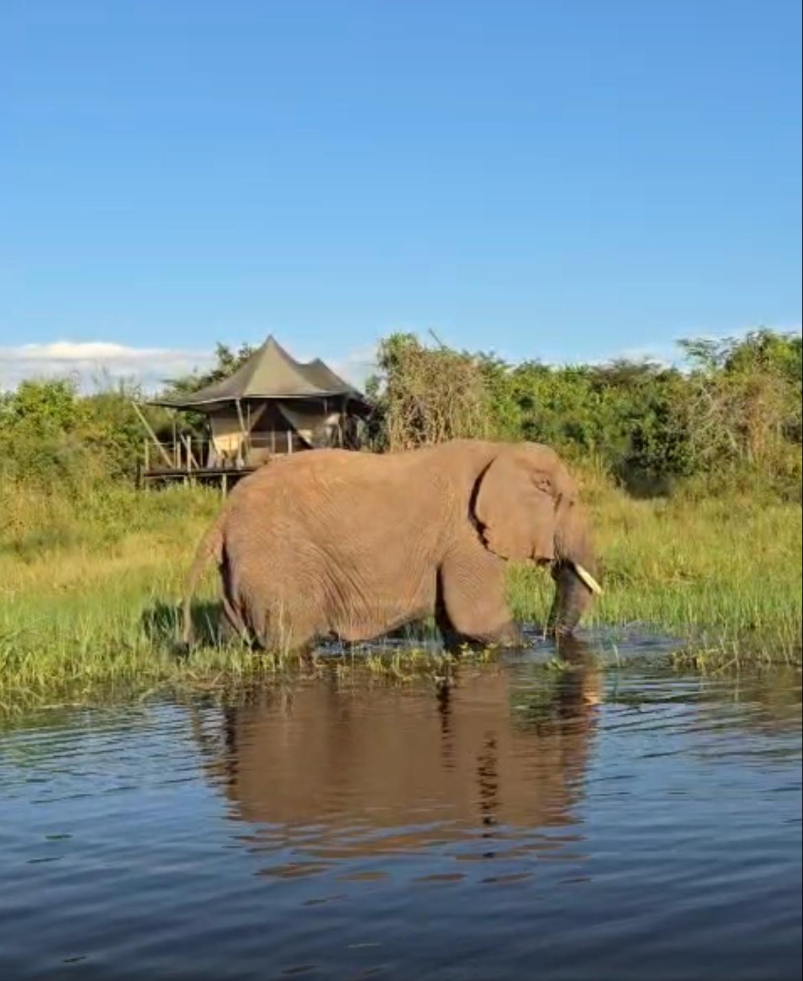 Elephant swimming in front of camp at Magashi in Rwanda