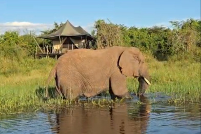 Elephant swimming in front of camp at Magashi in Rwanda