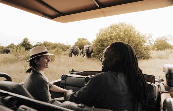 Wilderness Experiences Game Drive Wildlife Elephant