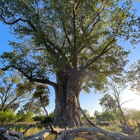 Large baobab tree encircled by logs for protection