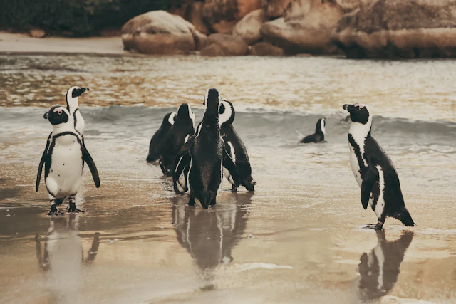 Cape Town, Safari, Whales & Victoria Falls
