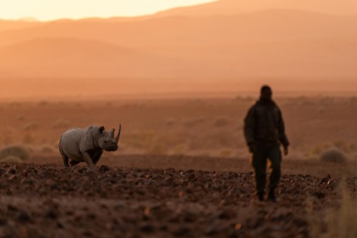 Ranger monitoring rhino at Wilderness Desert Rhino Camp