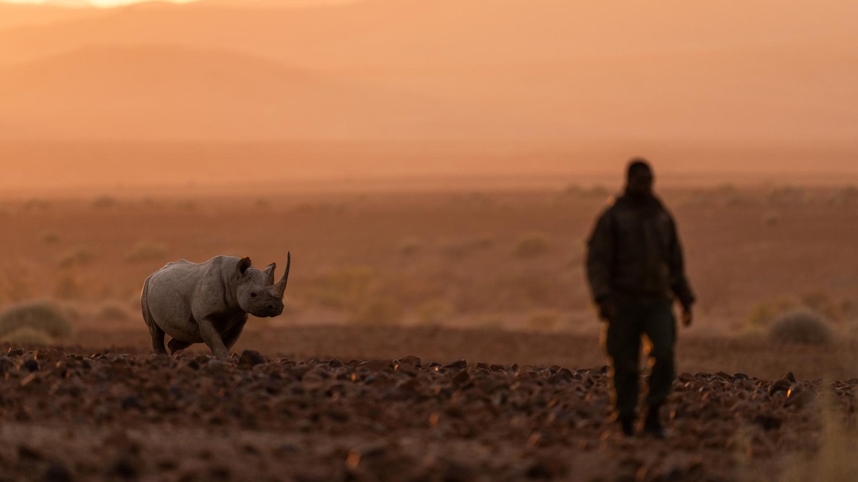 Ranger monitoring rhino at Wilderness Desert Rhino Camp