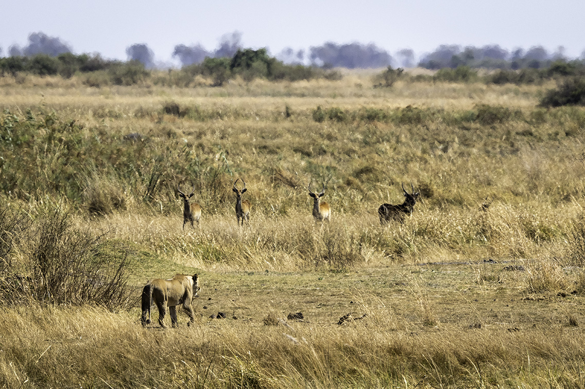 Wilderness Botswana Linyanti Grasslands