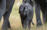 Little Vumbura Botswana Wildlife Elephant