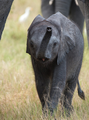 Little Vumbura Botswana Wildlife Elephant