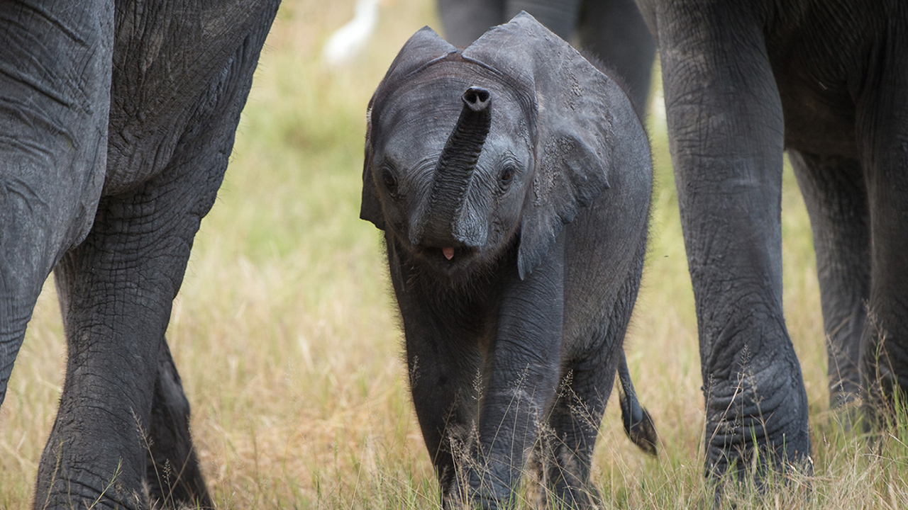 Little Vumbura Botswana Wildlife Elephant